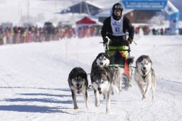 Lenk 2013